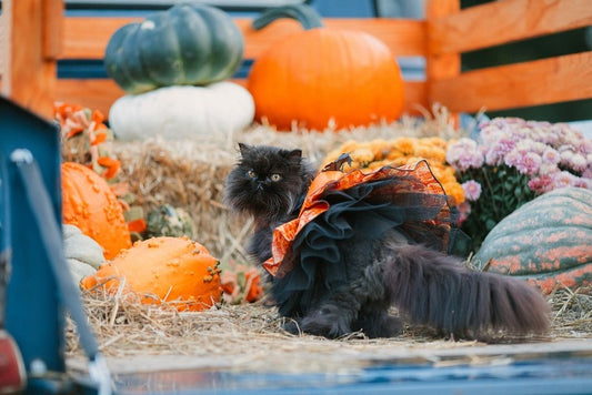 Black Cats: From Spooky to Lucky